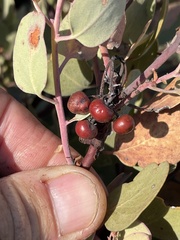 Arctostaphylos moranii