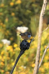 Stipiturus malachurus malachurus