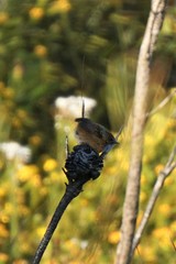 Stipiturus malachurus malachurus