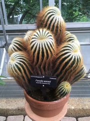 Parodia warasii