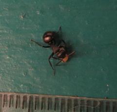 Polyrhachis spinicola