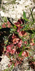 Dodonaea viscosa spatulata