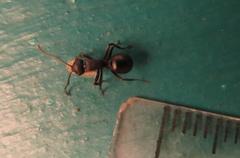 Polyrhachis spinicola