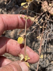 Clinopodium ganderi