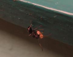 Polyrhachis spinicola