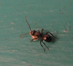 Polyrhachis spinicola