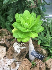 Brighamia insignis