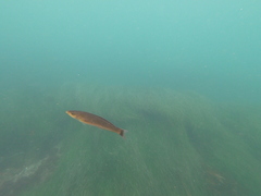 Halichoeres californicus