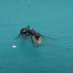 Polyrhachis spinicola