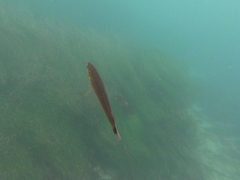 Halichoeres californicus