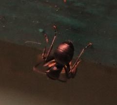 Polyrhachis spinicola