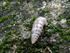 Urocoptidae
