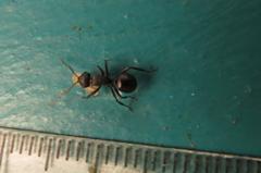 Polyrhachis spinicola