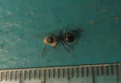 Polyrhachis spinicola