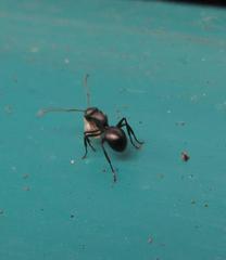 Polyrhachis spinicola