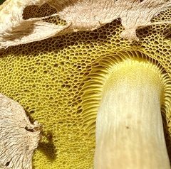 Boletellus ananas image