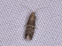 Eurythmia angulella