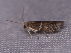 Eurythmia angulella