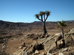 Aloidendron pillansii