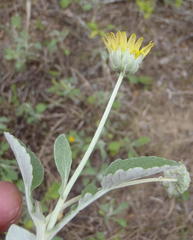 Arctotis arctotoides