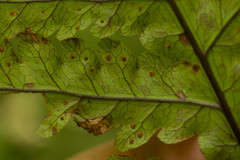 Tectaria gaudichaudii