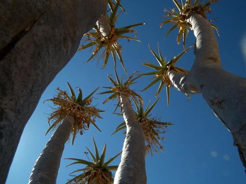 Giant Quiver Tree (Aloidendron pillansii) · iNaturalist Australia