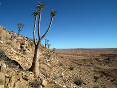 Aloidendron pillansii