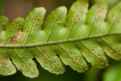 Tectaria gaudichaudii