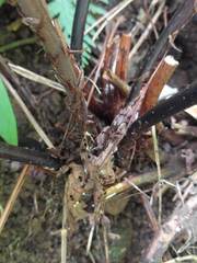 Tectaria gaudichaudii