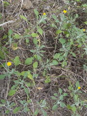 Arctotis arctotoides