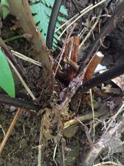 Tectaria gaudichaudii