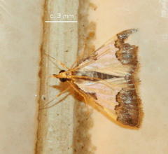 Autocharis jacobsalis