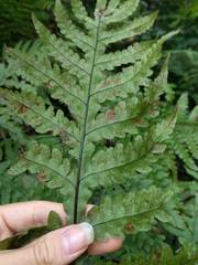 Tectaria gaudichaudii