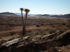 Aloidendron pillansii