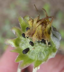 Arctotis arctotoides