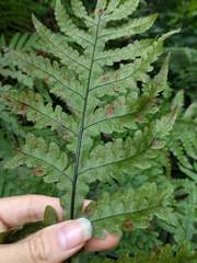 Tectaria gaudichaudii