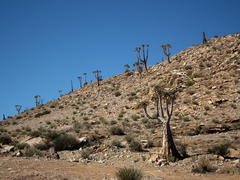 Aloidendron pillansii