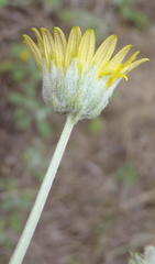 Arctotis arctotoides