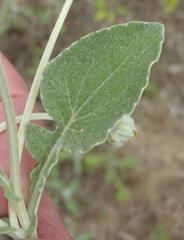 Arctotis arctotoides