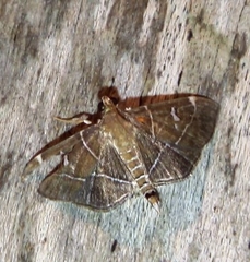 Lamprosema dorisalis