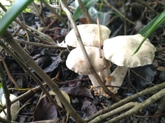 Macrocybe gigantea