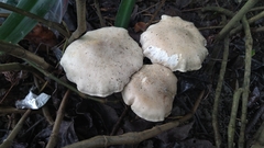 Macrocybe gigantea