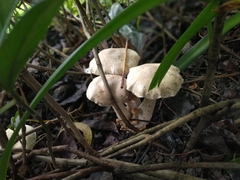 Macrocybe gigantea