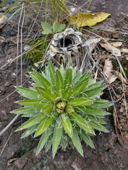Agave microceps
