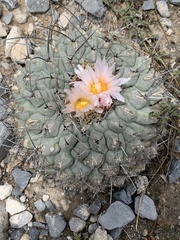 Thelocactus rinconensis