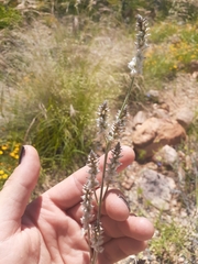 Froelichia arizonica