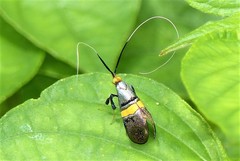 Nemophora decisella