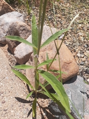 Froelichia arizonica