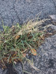 Eragrostis barrelieri