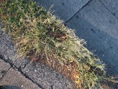 Eragrostis barrelieri